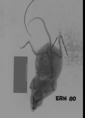 Media type: image;   Mammalogy 69529 Description: Xray of mouse.;